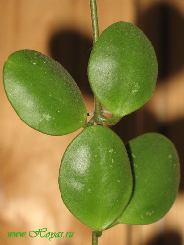 Hoya brevialata 